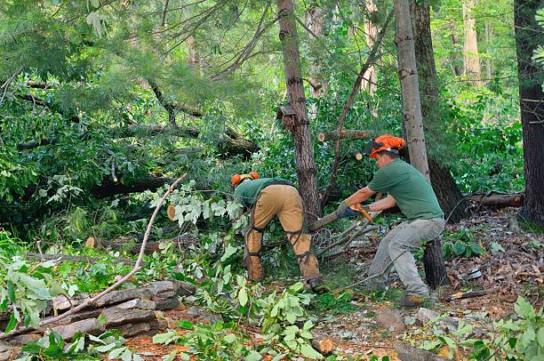 Reliable South Lyon, MI Tree Removal Solutions